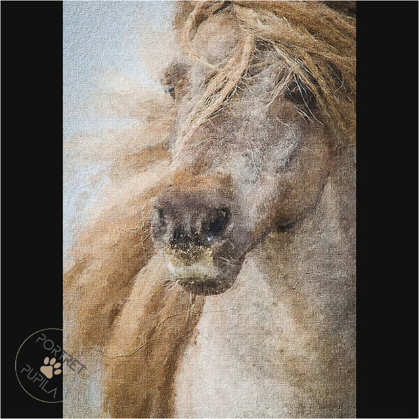 horse-2-portret-pupila-pl
