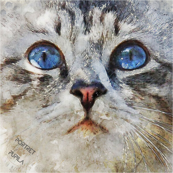 cat-014-portret-pupila-pl