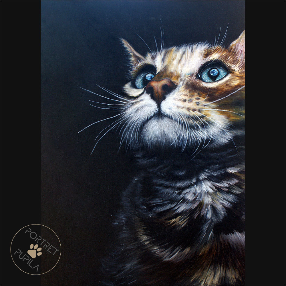 cat-036-portret-pupila-pl