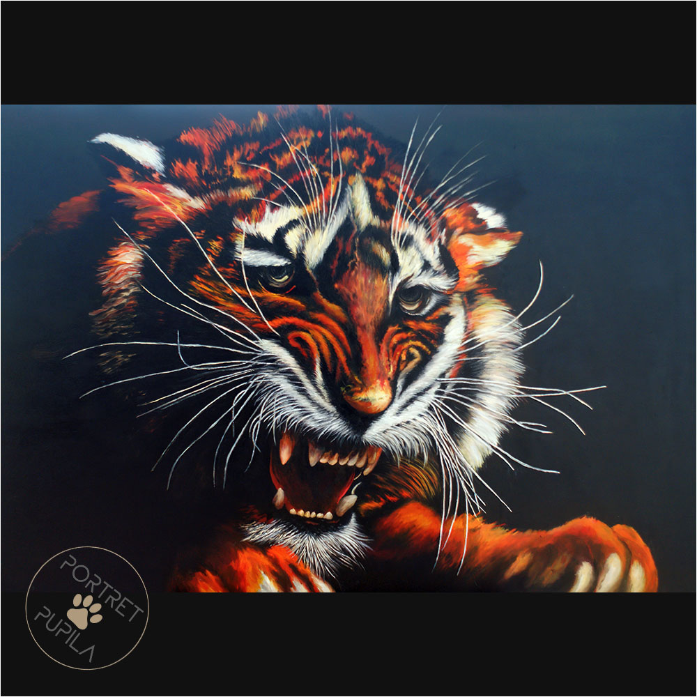 tiger-001-portret-pupila-pl